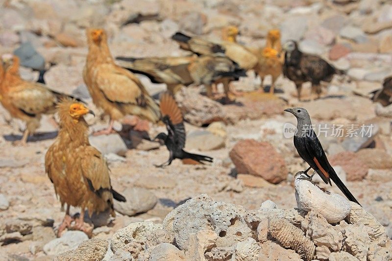 Socotra椋鸟(Onychognathus frater)和埃及秃鹫(Neophron percnopterus)